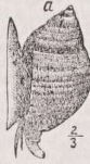 Purpura