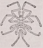 Pycnogonida