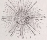 Radiolaria