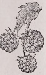 Raspberry