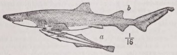Remora
