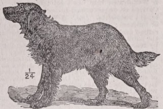 Retriever