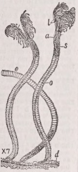 Rhabdopleura
