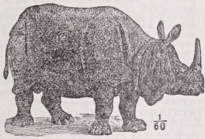 Rhinoceros