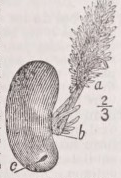 Rhizocephala