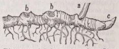 Rhizome