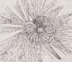 Rhizopoda