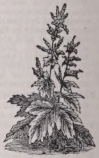 Rhubarb