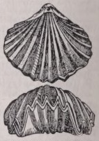 Rhynchonella