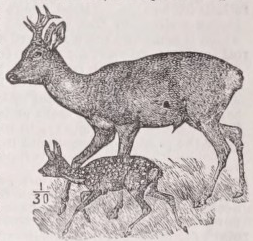Roedeer