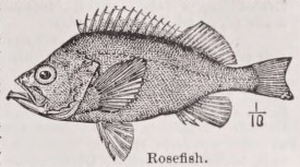 Rosefish