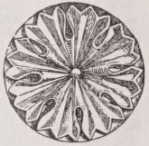 Rosette