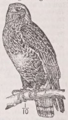 Rough-legged