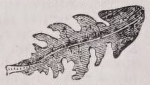 Runcinate