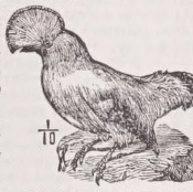 Rupicola