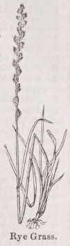 Rye