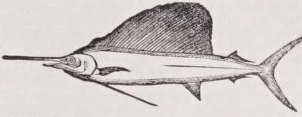 Sailfish