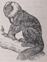 Saki