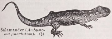 Salamander