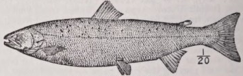 Salmon