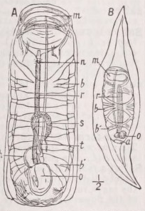 Salpa