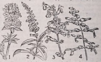 Salvia