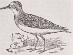 Sanderling