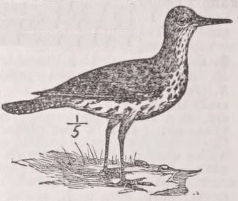 Sandpiper