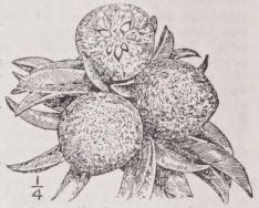 Sapodilla
