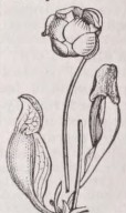 Sarracenia