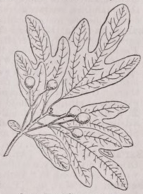 Sassafras
