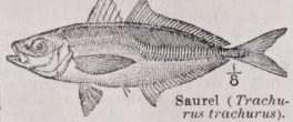Saurel