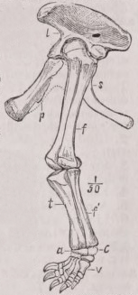 Sauropoda