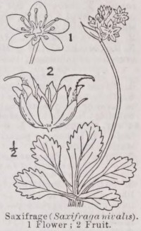 Saxifrage