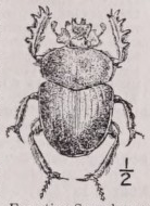 Scarab