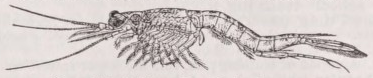 Schizopoda