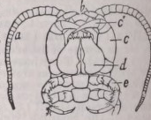 Scolopendra