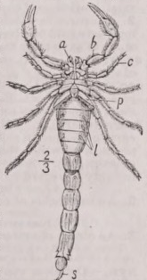 Scorpion