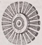 Scratchbrush