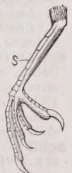Scutellated