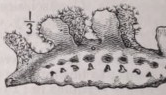 Scyllaea
