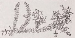 Sedum