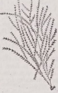 Sertularia