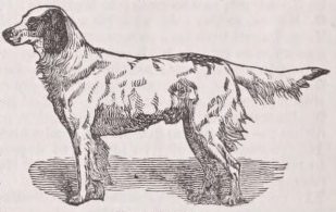 Setter