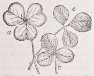 Shamrock