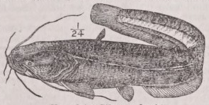 Sheatfish