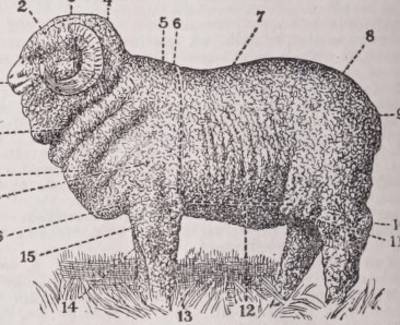 Sheep