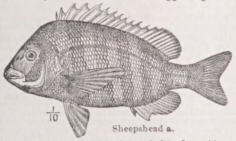 Sheepshead