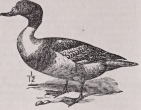 Sheldrake