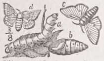 Silkworm